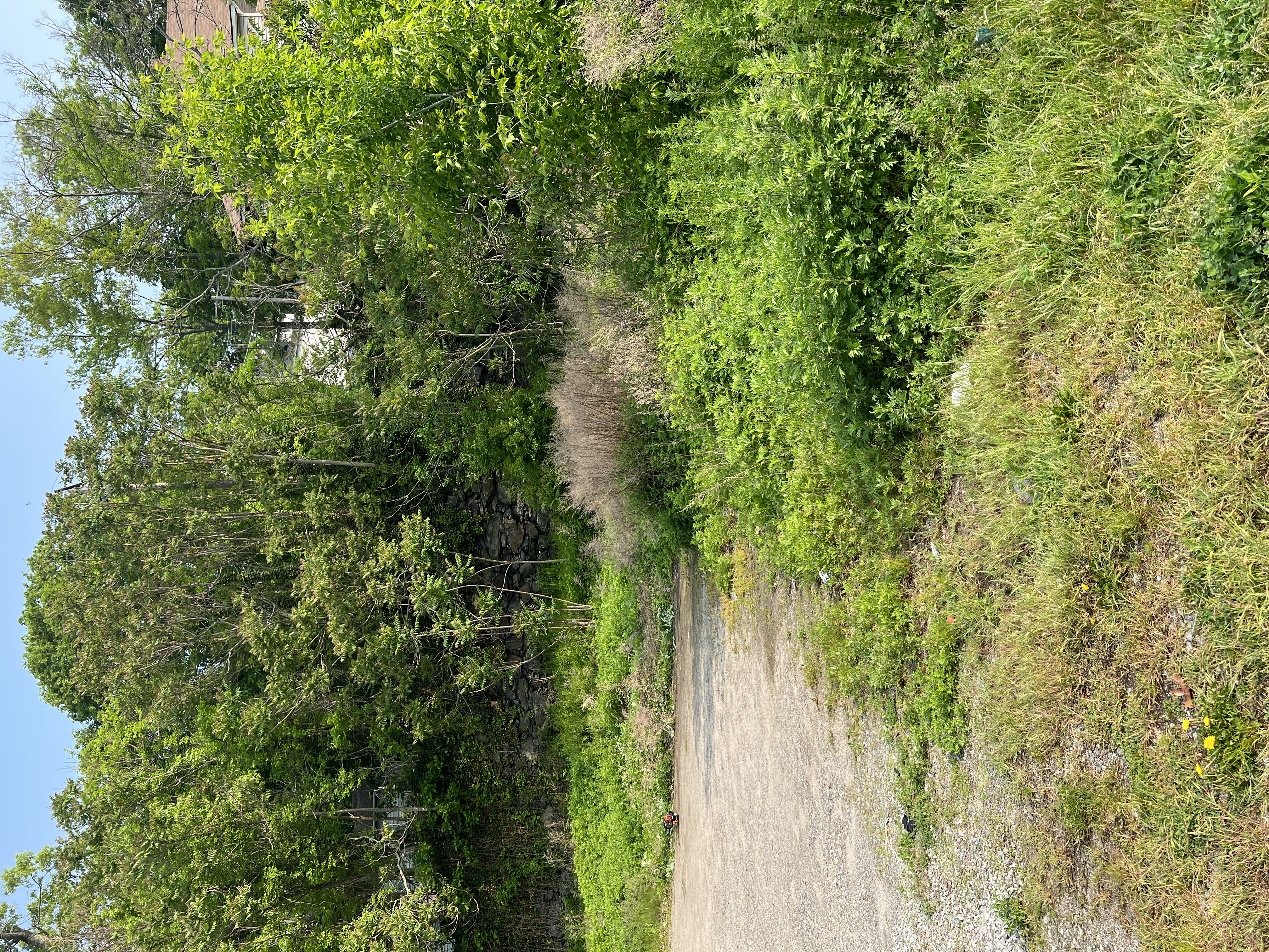 Brush removal before cleanup in Griswold CT