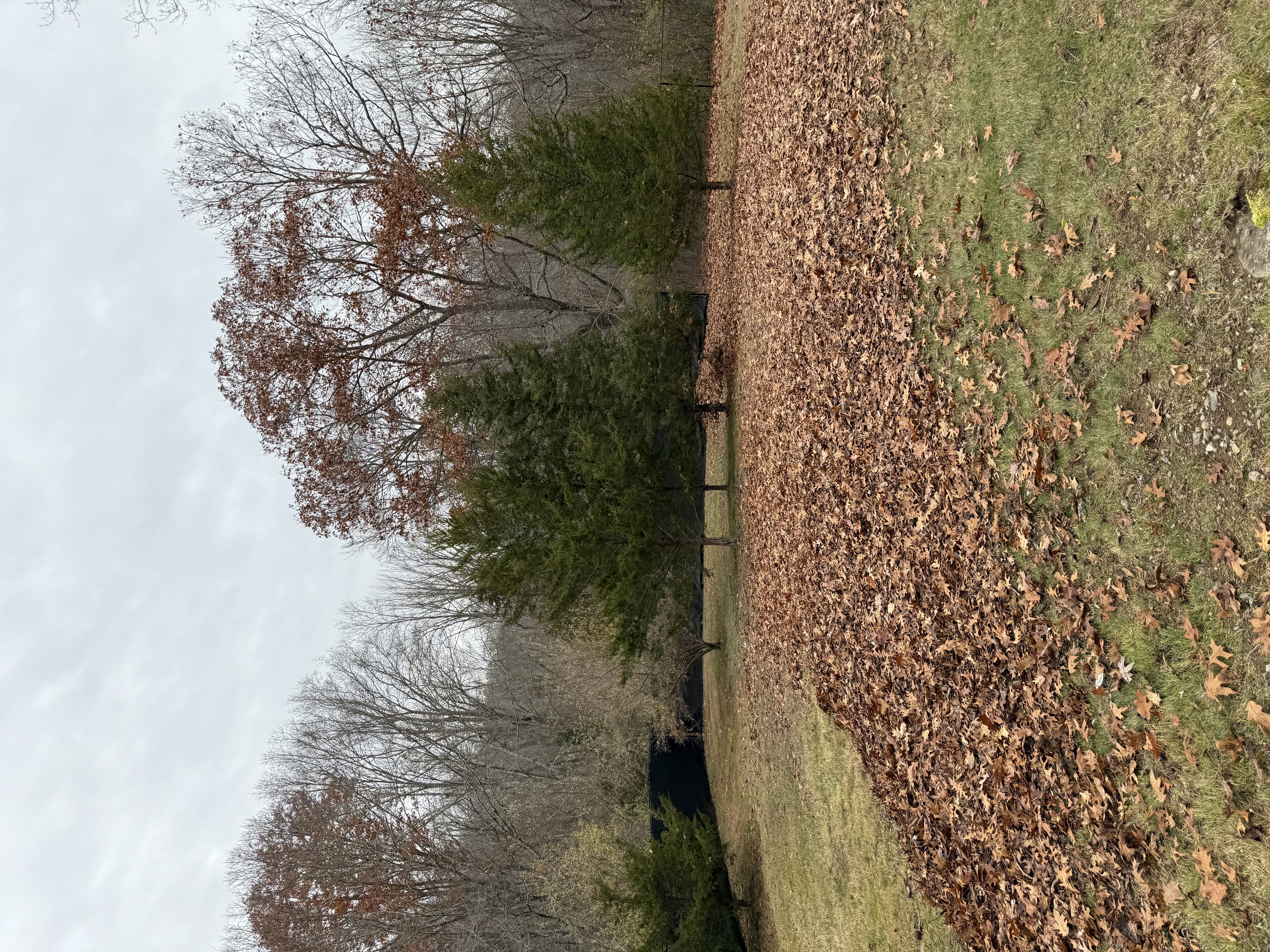 Leaf cleanup before photo in Eastern CT